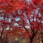 群馬県甘楽町にある紅葉山公園に相続や終活の専門家のくぼ行政書士事務所が行ってきた時の写真です。