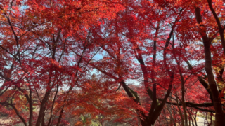 群馬県甘楽町にある紅葉山公園に相続や終活の専門家のくぼ行政書士事務所が行ってきた時の写真です。